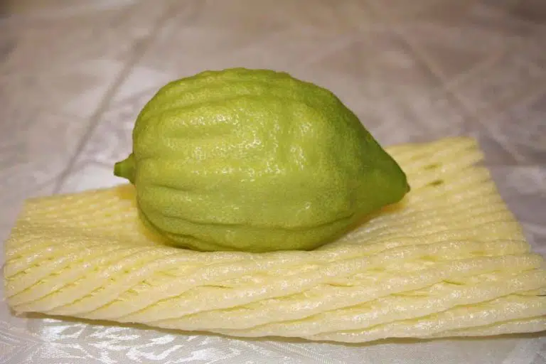 ריבת אתרוגים מבורכים