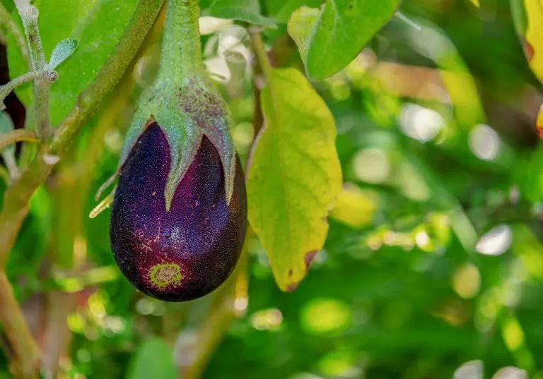 חצילים איך אני אוהבת... ??? בכל צורה! אבל..
