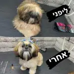תמונה 1 בגלריה