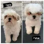 תמונה 10 בגלריה
