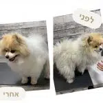 תמונה 12 בגלריה