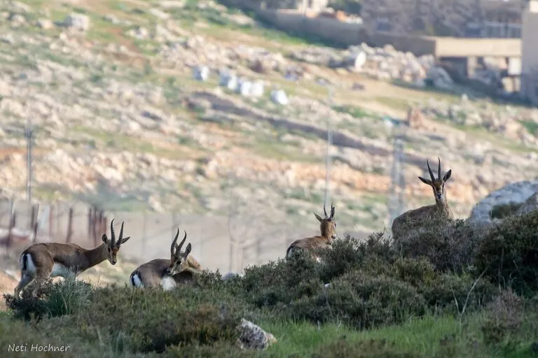 הצבאים של פסגת זאב: איפה ומתי רואים אותם, ואיך שומרים עליהם