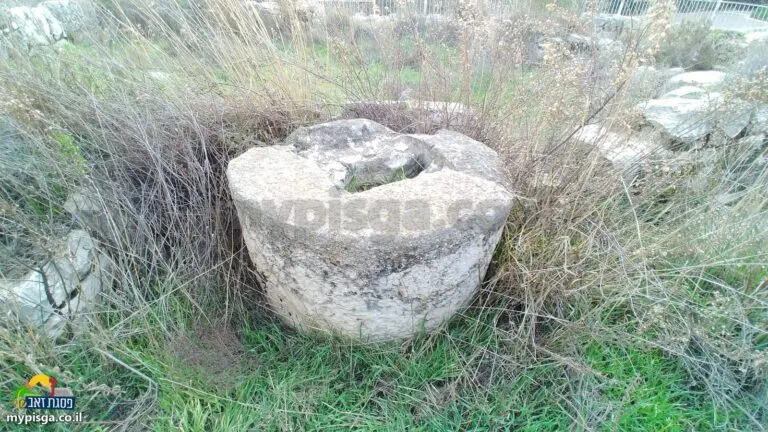אבן עגולה וגדולה עם שקע באמצע, בתוך עשב גבוה