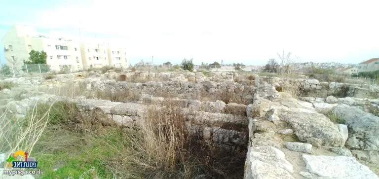 מבט רחב על קירות המבנה: שורות של קירות אבן נמוכים שמחלקים את השטח לחדרים, עשב גבוה ביניהם, ובניינים ברקע