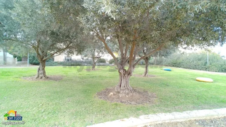 עצי זית על מדשאה ירוקה, ועל הדשא מושבים צבעוניים נמוכים