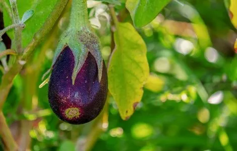 eggplant-3705548_1280 (1)