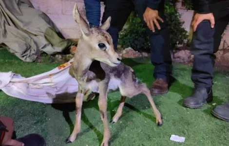 השכנים שדואגים לצבאים ולעופרים בטבע סביב פסגת זאב וירושלים