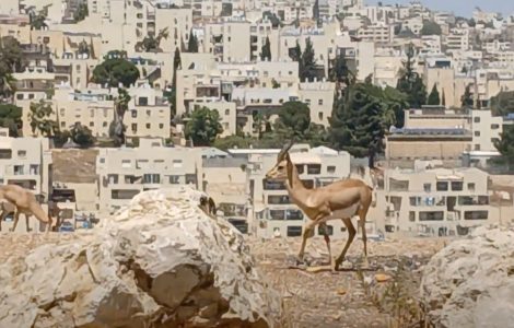 תמונה של WhatsApp‏ 2025-08-29 בשעה 09.31.31_66fa9759